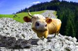 Cash - Cow