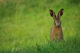Hase auf Wiese