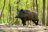 Wildfleisch - Wildschwein